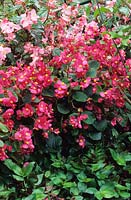 Begonia semperflorens Kalinka Rouge et Rose à feuilles persistantes à racines fibreuses