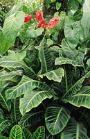 Calathea louisae et Anthutium plante d'intérieur vivace à feuilles persistantes
