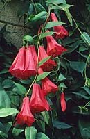 Fleur de cloche du Chili Lapageria rosea