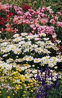 Colgrave Seeds Oxfordshire combinaison de fleurs vivaces shasta daisy Leucanthemum x suberbum Snowcap Clarkia Grace Mixed