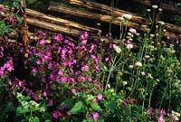 Campion rouge Silene dioica et Myrrhis odorata nxt à noisetier obstacle dans un jardin boisé Fleur de printemps semi vivace à feuilles persistantes