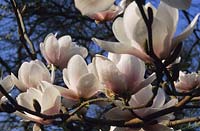 Voie lactée Magnolia