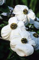 Cornus nuttallii Monarch