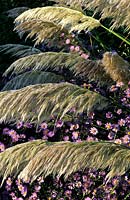 herbe de pampasse Cortaderia selloana Sunningdale Silver Aster turbinellus