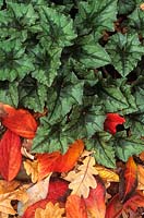 Cyclamen hederifolium laisse l'automne