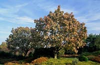 Valley Gardens Surrey Sorbus hupehensis en été