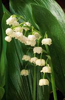 muguet Convallaria majalis