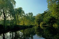 Saule pleureur Salix babylonica poussant à côté de la rivière Wey Surrey