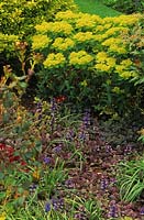 bugle Ajuga reptans Multicolor syn Rainbow avec Euphorbia polychroma