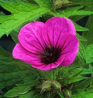 Geranium psilostemon Bressingham Flair