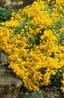 Poussière d'or Aurinia saxatilis Sulphurea syn Alyssum evergreen fleur d'été vivace mai plante de jardin jaune