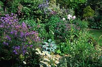 Ladywood Hampshire Geranium pratense Plenum Caeruleum en parterre mixte de jardin ombragé