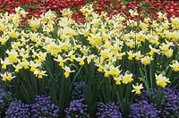Programme de fleurs printanières jonquille Narcisse mardi s enfant et oublie-moi nots Myosotis Blue Ball et Bellis perennis garden