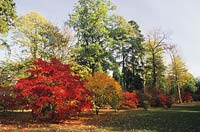 Westonbirt Arboretum l'Acer glade Érable du Japon Acer palmatum
