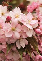cerisier en fleurs Prunus serrulata Yae murasaki