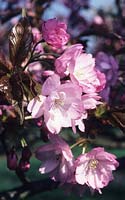cerisier en fleurs Prunus serrulata Yae murasaki