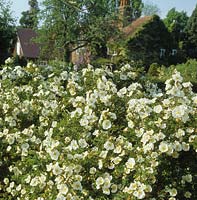 Ancien presbytère Berkshire Rosa pimpinellifolia