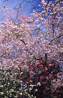Cerisier en fleurs Prunus Accolade aux camélias