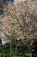 cerisier en fleurs Prunus serrulata gloire d'automne