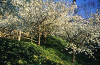 Willow Cottage Sussex cerisier en fleurs Prunus Taihaku sur banque avec primevères Primula vulgaris et clôture en bois
