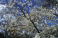 cerisier en fleurs Prunus Taihaku