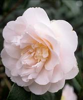Camellia japonica Elsa