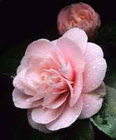 Camellia japonica Debutante cultivar précoce