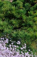 Jupon Pinus strobus Radiata Phlox