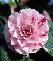 Camellia japonica Contessa Lavinia Maggi