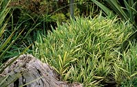 bambou Pleioblastus variegatus