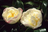 Camellia sasanqua Vannesa