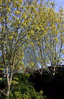 Tilford Cottage Surrey Rangée d'Acer platanoides Drummondii de chaque côté de l'herbe au printemps