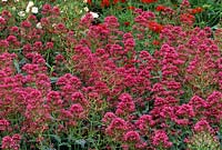 valériane rouge Centranthus ruber var coccineus