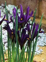 Iris reticulata JS Dijt