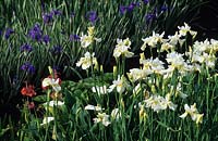 Iris siberica Creme Chantilly et Iris laevigata Variegata à côté de l'étang
