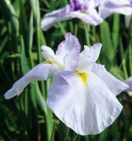 Iris ensata Murasame