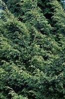 Juniperus x media Soufre Spray aux baies