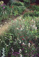 Munstead Wood Surrey Gertrude Jekyll le jardin d'été avec Lathyrus latifolius Blushing Bride escalade à travers les vivaces