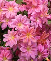 Hybride de cotylédon Lewisia