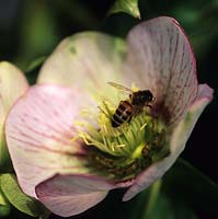 abeille pollinisant l'Hellébore Violetta