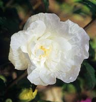 Hibiscus syriacus 'Chiffon blanc'