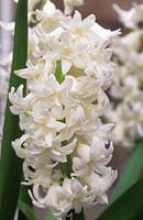 Jacinthe Hyacinthus orientalis L Innocence