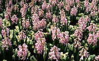 Hyacinth Hyacinthus orientalis Rosette avec des pensées universelles blanches