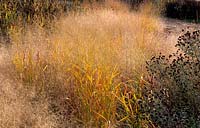 RHS Wisley Surrey design Piet Oudolf plantation de prairies avec des herbes et des vivaces après couleur Panicum virgatum Rehbraun Descha