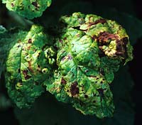 maladie des feuilles du cassis puceron vésiculaire et tache foliaire