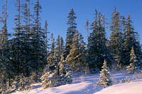 Trondheim Norvège Norvège Spruce Picea abies dans la neige d'hiver