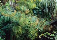 Jardin tropical RHS Wisley Surrey Cyperus papyrifera papyrus