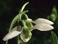 perce-neige Galanthus elwesii
