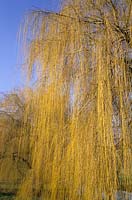 saule pleureur Salix x sepulcralis grand arbre à feuilles caduques vert jaune début du printemps février