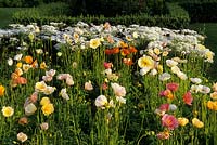 Parham Sussex jardin de fleurs coupées pavot d'Islande Papaver nudicaule